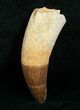 Huge, Rooted Dyrosaurus Tooth - Morocco #4557-1